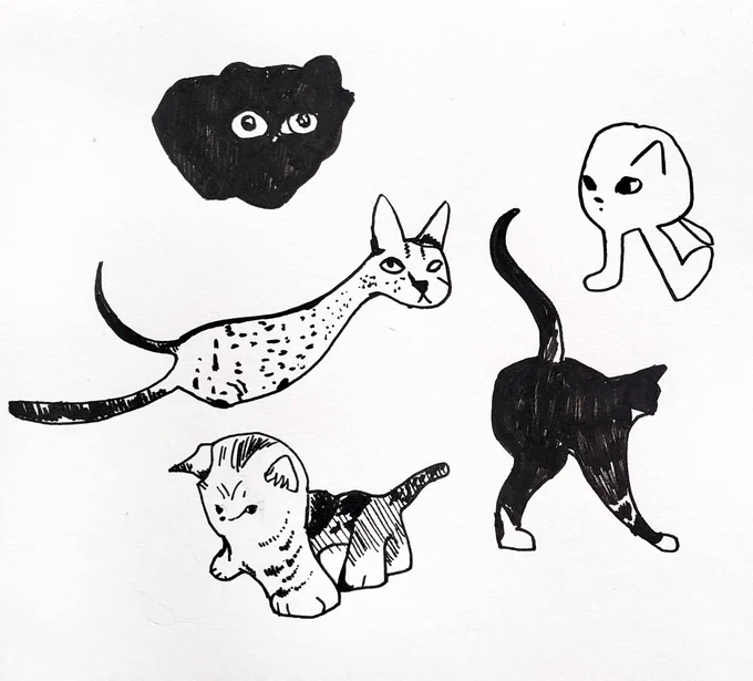 some cats from @normalcatpics 