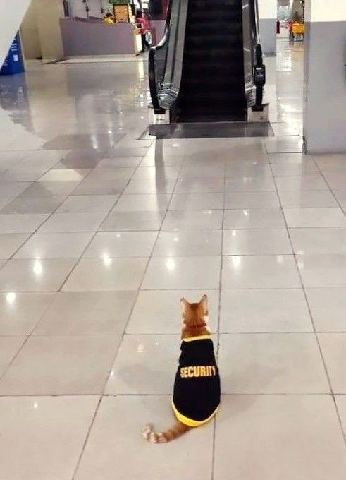 mall cop