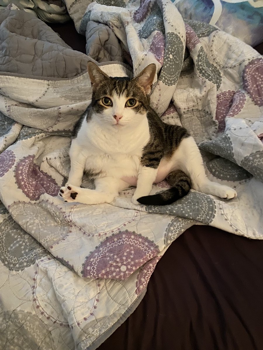 Barbie_WOAHH's tweet photo. @AshtonNicole94 Unsure if you meant to send you some… but here’s my very unladylike baby girl, Indy. 💜💜💜 https://t.co/R5xXZrf0Uu