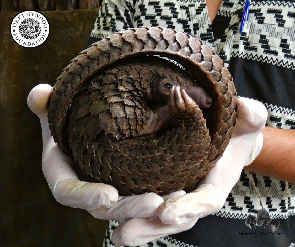 LimbeWildlife's tweet photo. Meet Miyaka, the endangered white-bellied pangolin who came to the LWC at the start of this month. He was rescued from the illegal bushmeat trade. We are pleased to announce he has been transferred to @THFZim to continue his rehabilitation. 💚 https://t.co/cWxiAIJUtL