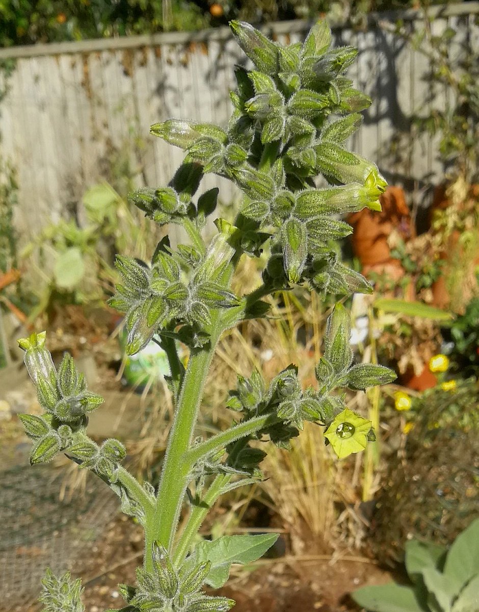 Something strange in the veg bed. Aztec tobacco, nicotiana rustica, I think. A rain forest annual, 9 times stronger than normal baccy, so wiki says. It popped up after drought broke and who can say how it got there.