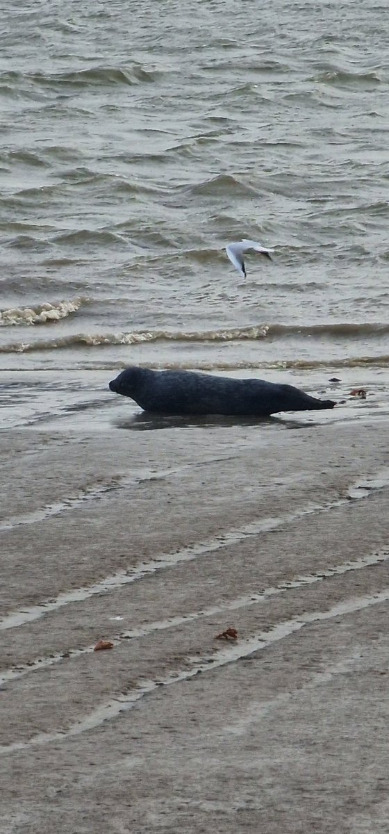 FundraiserSarah's tweet photo. Things you don't expect to see in East London... a seal!
#SealInLondon #SpottedInLondon #SpottedontheThames https://t.co/qopujeysXm