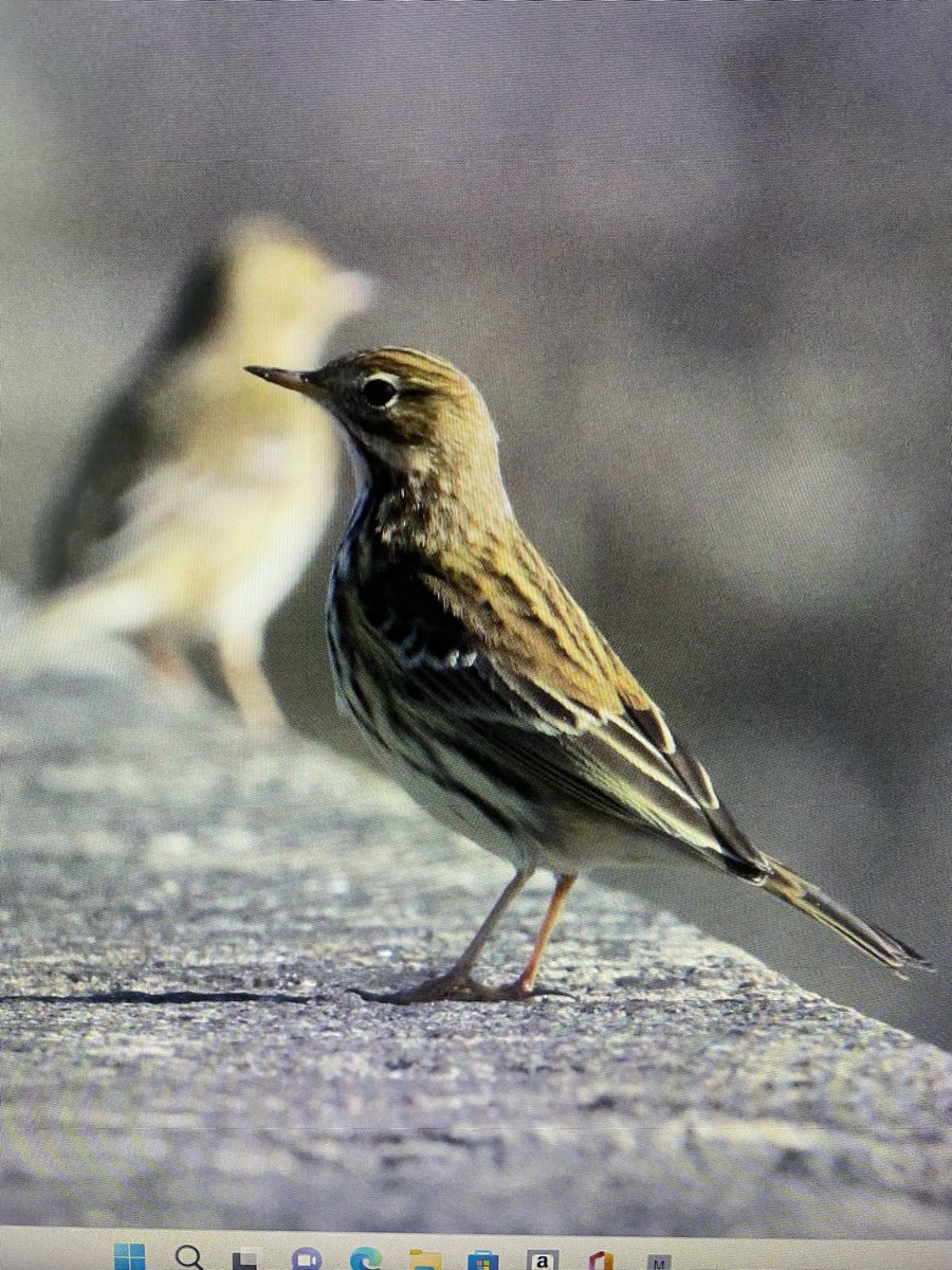 MichaelaArrows's tweet photo. @chewvalley yesterday but I can’t ID it  Help required! https://t.co/tiihYopeYV