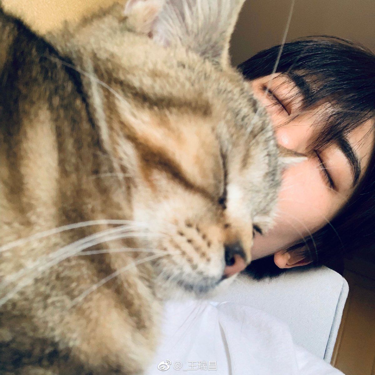 nanwangj's tweet photo. 왕서창 고양이 (₌^ ᆽ ^₌) 
동의어 반복 https://t.co/KP1LJpjKPm