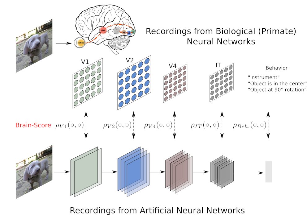 Arturo Deza (@artdeza) on Twitter photo 15/ These are only some of the directions we are currently exploring that stem from having brain-aligned models of machine vision (e.g. see <a href="/brain_score/">Brain-Score</a>), so if you are a small/medium/large business or research lab and would like to work with us, also let us know! 15/ These are only some of the directions we are currently exploring that stem from having brain-aligned models of machine vision (e.g. see <a href="/brain_score/">Brain-Score</a>), so if you are a small/medium/large business or research lab and would like to work with us, also let us know!