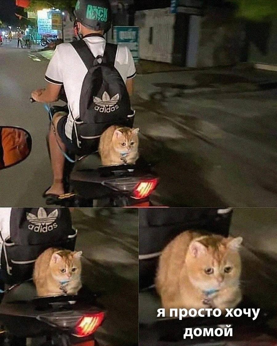 RussianMemesLtd's tweet photo. I just wanna go home https://t.co/Rd5QF4Bre8