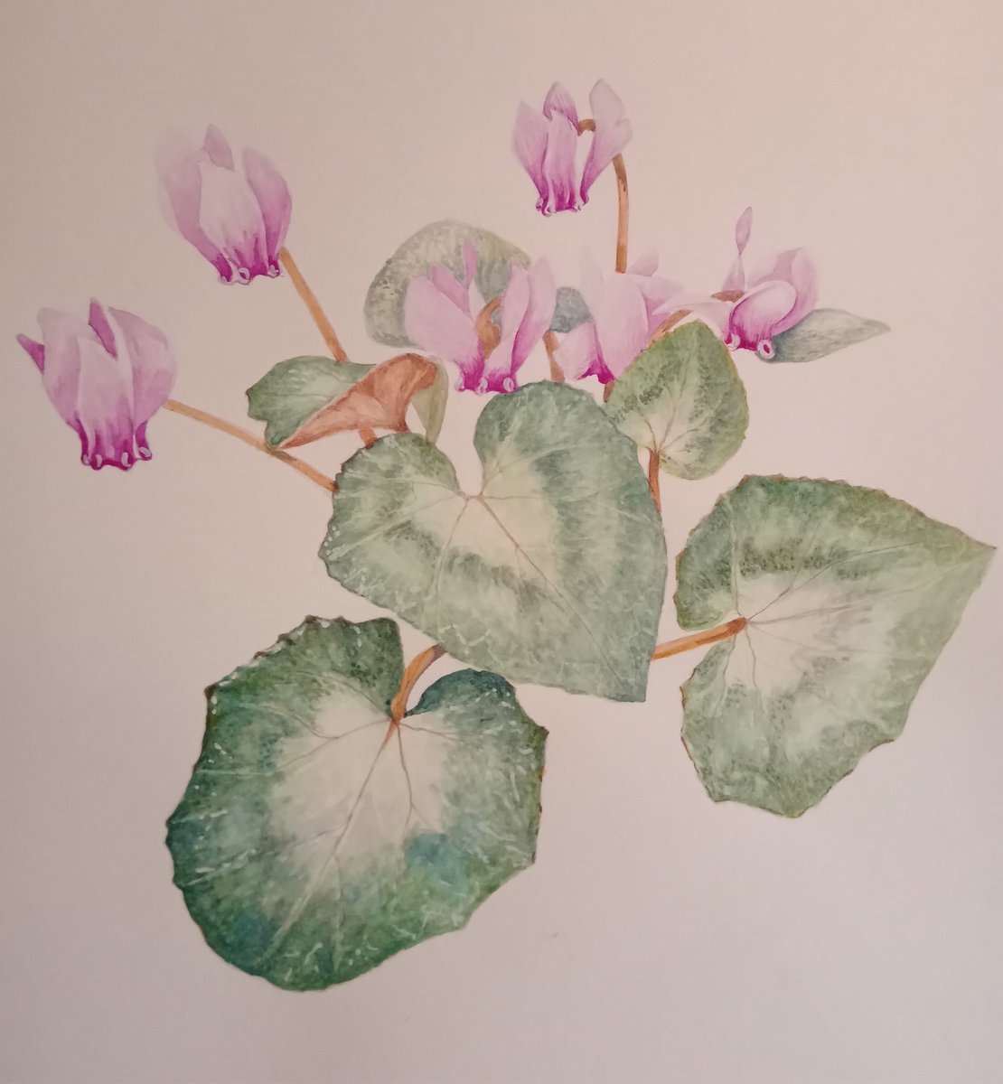 I am calling this one finished, just need to sign it, cut a mount and frame it Cyclamen Hederifolium crassifolium