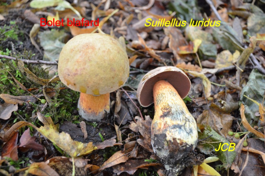 RadioBLV tweet media