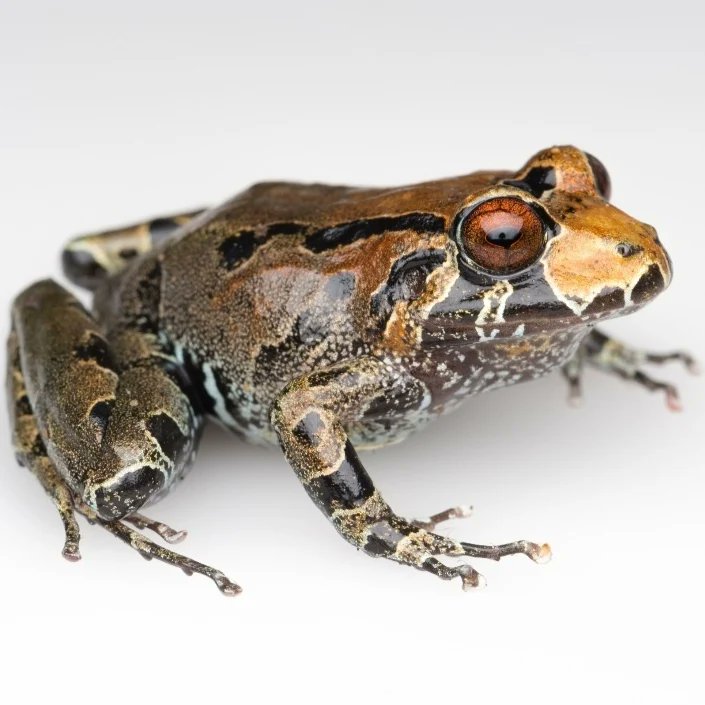 herpetobeto's tweet photo. Serranobatrachus: las ranas nacidas en la sierra. 🐸🗻
Gracias al trabajo colaborativo, hoy les presentamos un nuevo género endemico de ranas para la SNSM. Su nombre hace referencia a los "serranos" que es todo aquel que es nacido en la sierra, incluye a indígenas y campesinos. https://t.co/kZHCxJTd5m