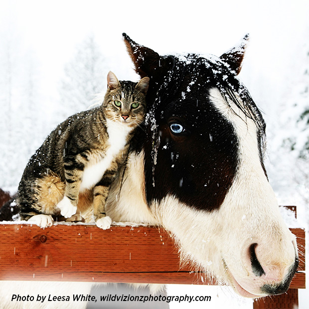 Tweet by AVMA (American Veterinary Medical Association)