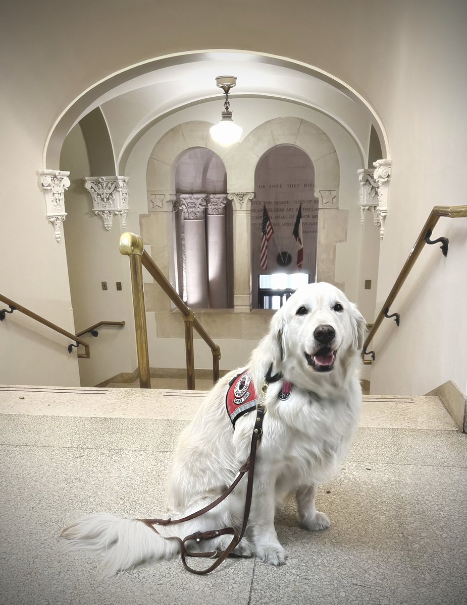 Sampson the Service Dog tweet media