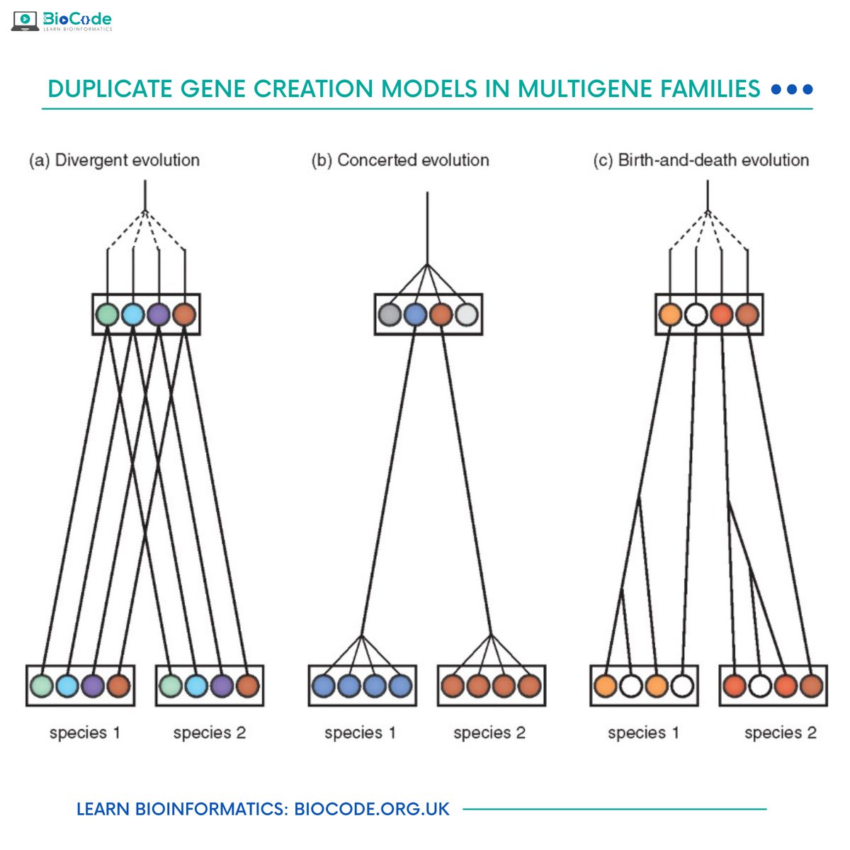 BioCodeLtd's tweet photo. #Genome duplication is an important phenomenon in the evolution of many species, but it is a relatively rare event. There are three models for creation of duplicate #genes in #multigene families.
Get Started with #Bioinformatics: https://t.co/S3j0iPu98K
#Genomics #Biotechnology https://t.co/1Zzhatxft7