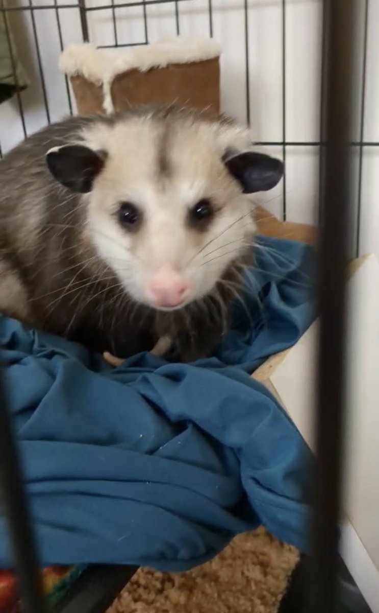 Pj_possum's tweet photo. Pajamas will be walking today and friday 3-4pm and Saturday 12-1pm by the library! https://t.co/agpXHTeYLc