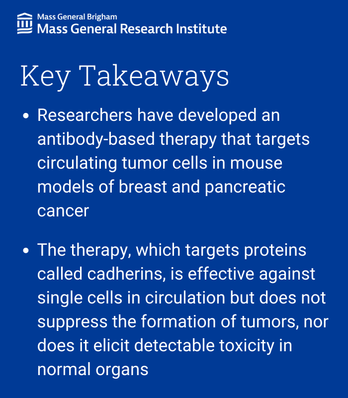 Mass General Research Institute (@MGH_RI) on Twitter photo 2022-10-19 16:41:35 Researchers from @MGHCancerCenter and colleagues recently found that an antibody-based therapy can eliminate circulating tumor cells in mouse models of breast and pancreatic cancer, in a @PNASNews publication. Read more: massgeneral.org/news/press-rel… @davetingmgh #breastcancer Researchers from @MGHCancerCenter and colleagues recently found that an antibody-based therapy can eliminate circulating tumor cells in mouse models of breast and pancreatic cancer, in a @PNASNews publication. Read more: massgeneral.org/news/press-rel… @davetingmgh #breastcancer