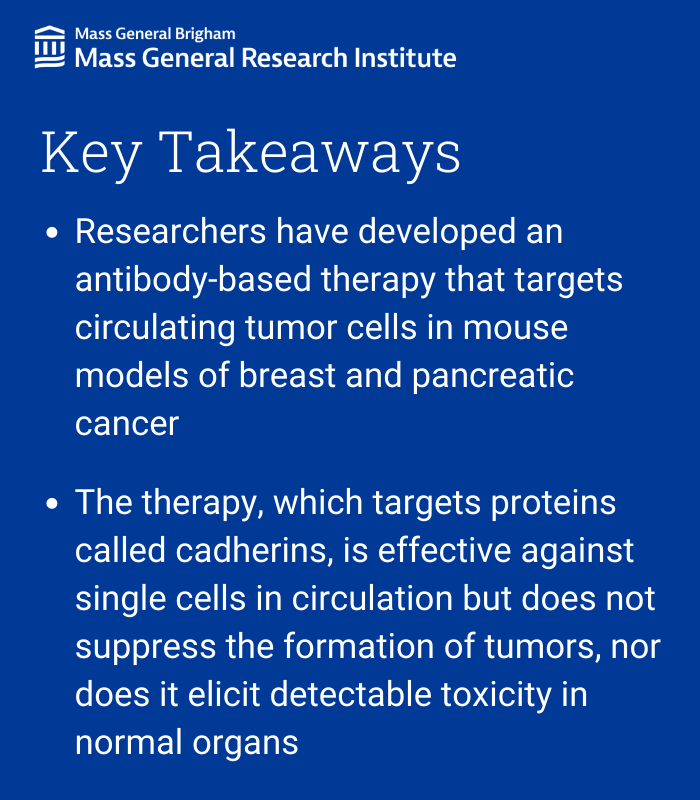 Researchers from @MGHCancerCenter and colleagues recently found that an antibody-based therapy can eliminate circulating tumor cells in mouse models of breast and pancreatic cancer, in a @PNASNews publication. Read more: massgeneral.org/news/press-rel… @davetingmgh #breastcancer