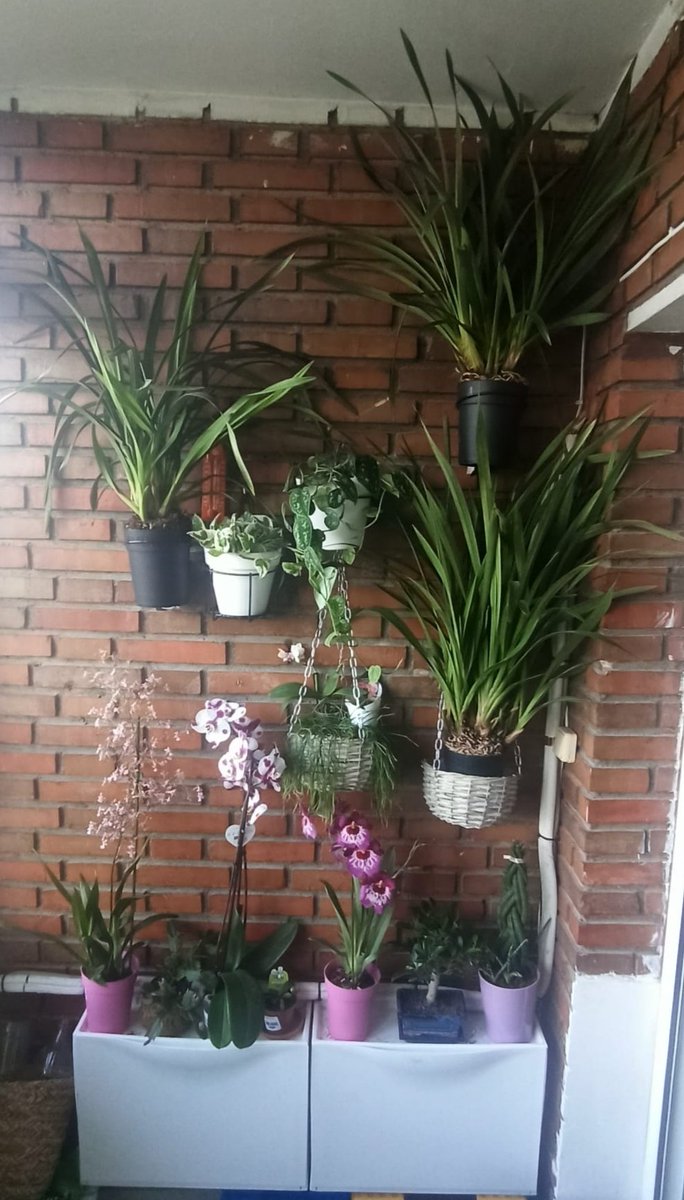AnibiryBaigorri's tweet photo. @HoyPorHoy @eduardobarba_ Muchas gracias por citar mis consejos @eduardobarba_ !! Para la próxima unos Cymbidium 😉 https://t.co/9S5jfPtox5