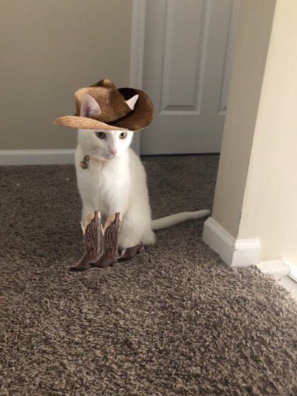 swagmastarpaul's tweet photo. Save a horse ride a cowboy https://t.co/ynrSAqtlqU