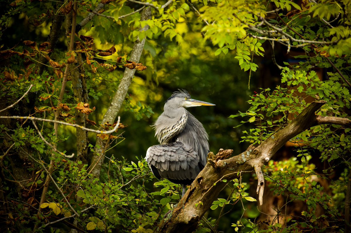 EmmaDarnley's tweet photo. Different expressions of a heron. #wildlifephotography https://t.co/vqUkecFHxu