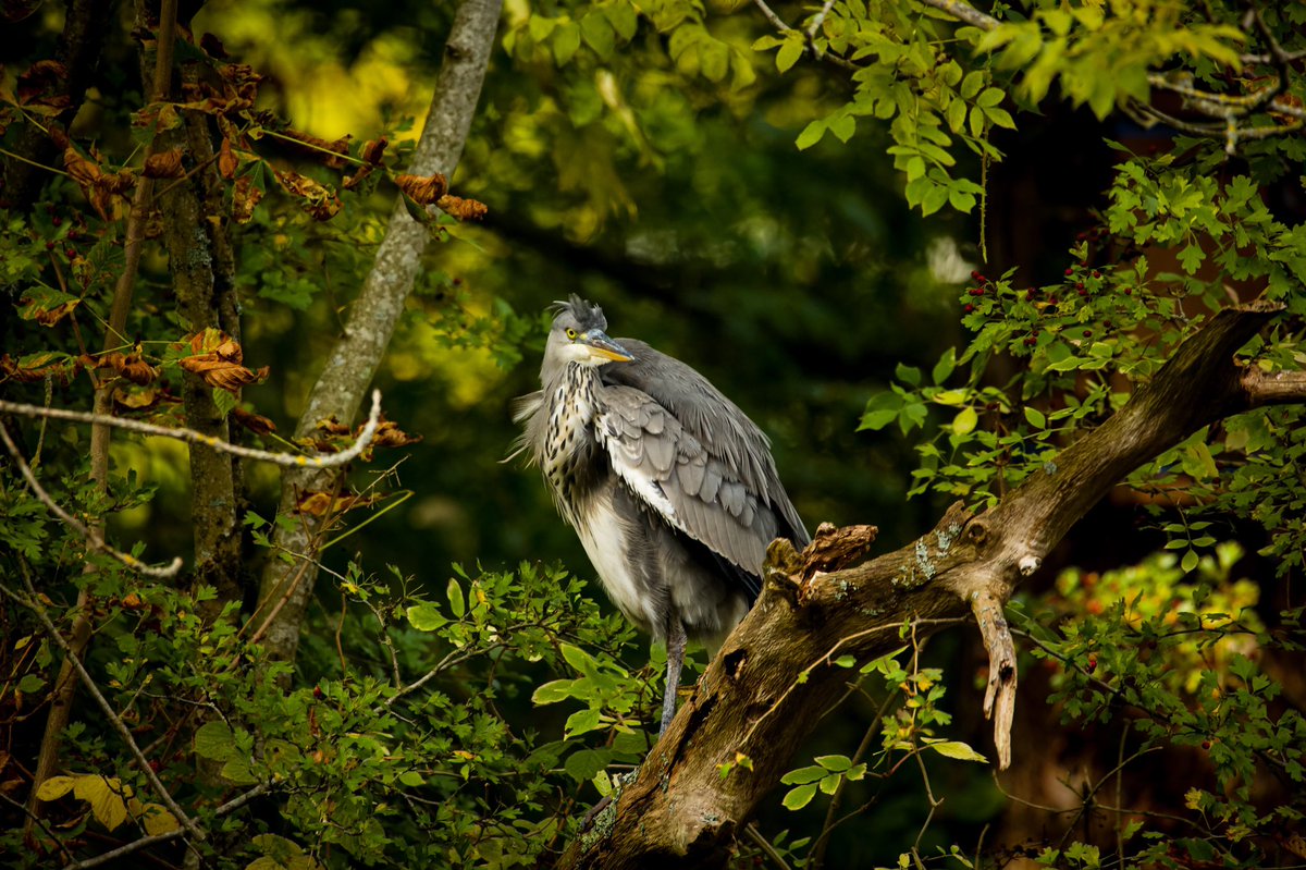 EmmaDarnley's tweet photo. Different expressions of a heron. #wildlifephotography https://t.co/vqUkecFHxu