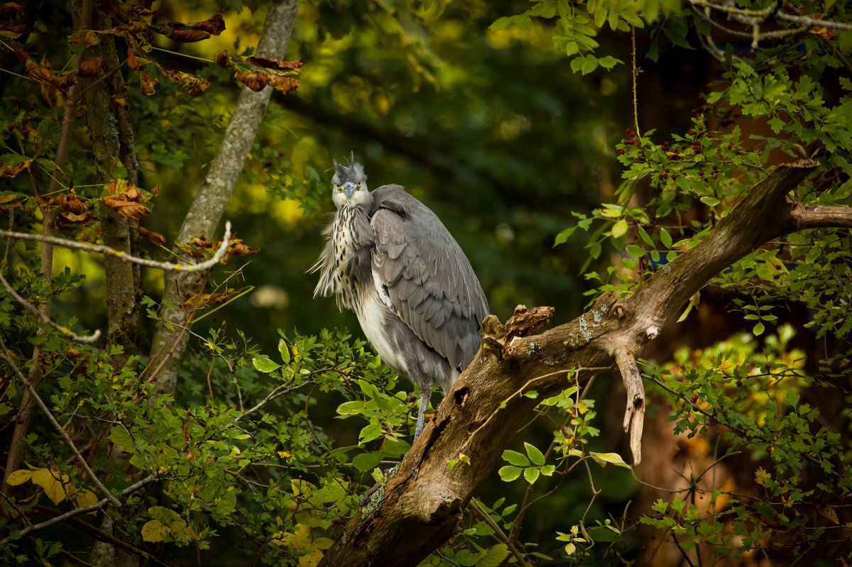 EmmaDarnley's tweet photo. Different expressions of a heron. #wildlifephotography https://t.co/vqUkecFHxu