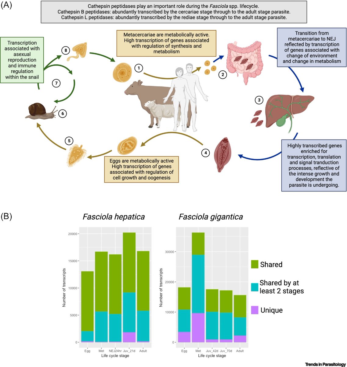 TrendsParasitol's tweet photo. Drs Krystyna Cwiklinski & John Dalton review #omics tools that enable #vaccine discovery against #fasciolosis. #Fasciola #Fluke #Trematode #Helminth #Genomics #Transcriptomics #Proteomics @LivUni_IVES @LivUni @MPL_UniOfGalway @RyanInstitute
https://t.co/UCRrbRYpwn https://t.co/NUlO9dBjCi