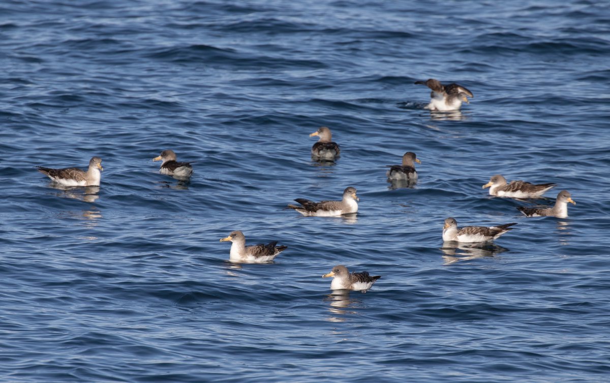 A few photos of Cory's Shearwaters from an outing with @Scillypelagics last Tuesday. A slight improvement on the distant views I've had of them in Northumberland!