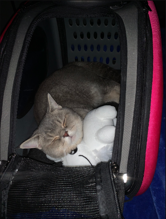 not_sailor's tweet photo. Cats love our fluffy Bean Plushie!
Get yours now at the link below for you or a furry friend! ๐ฑ
https://t.co/sZwl4vE105
#BuddySim #indiedev #indiegames #merch https://t.co/dVs6NxqV5Y