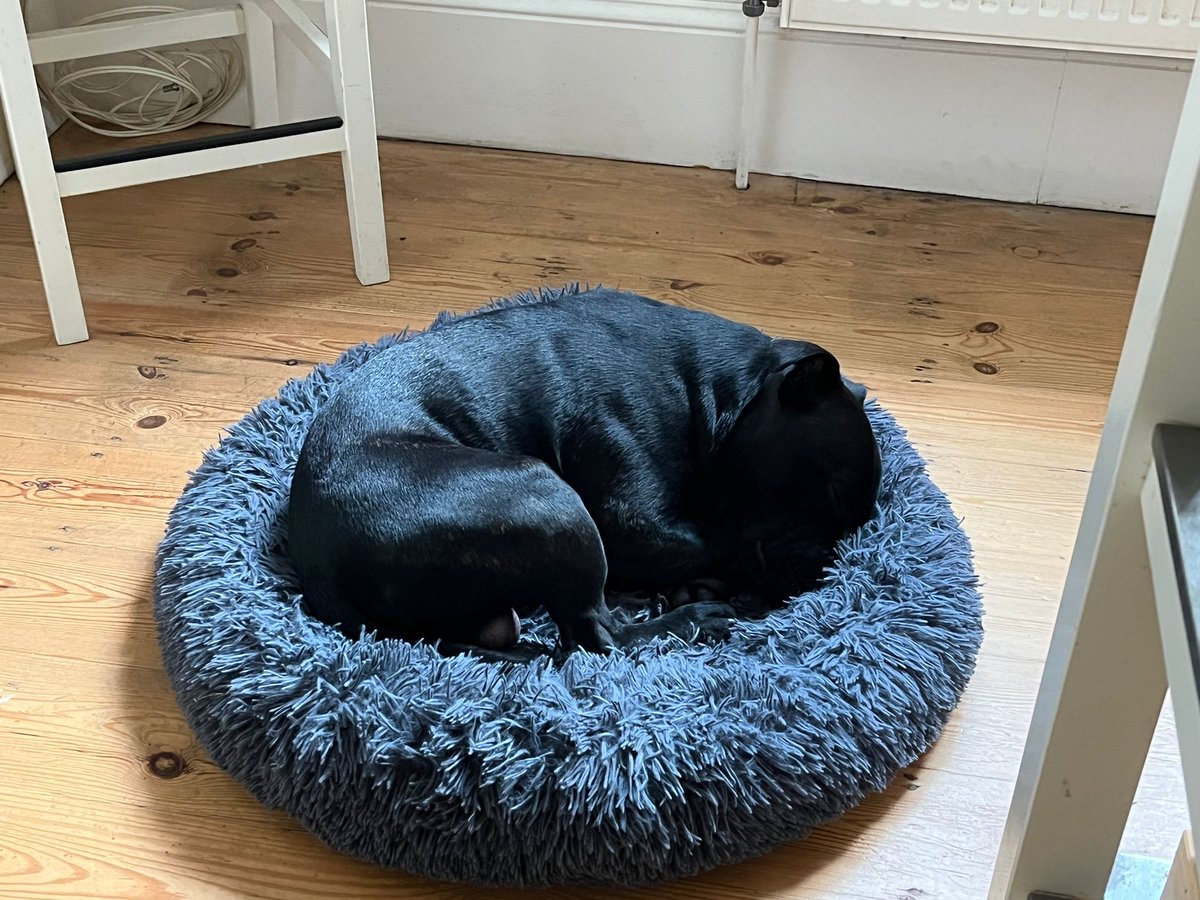 Zzzzzz us land seals needs our snoozes zzzzz #staffy  #dogsoftwitter #zzz