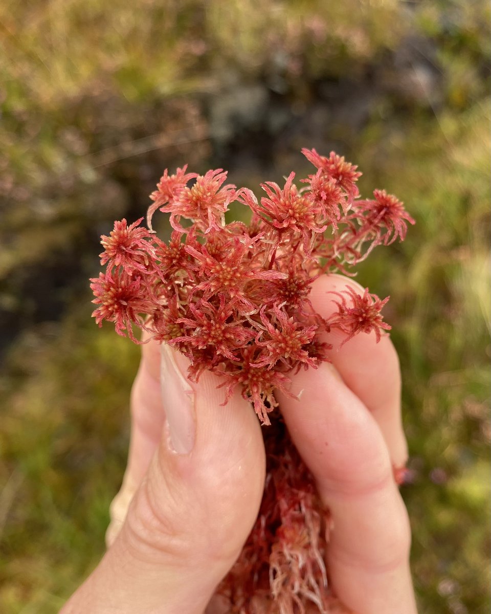 It’s red, it’s squashy, and it’ll form the starriest, most mesmerising cushion-carpets you’ve ever seen. Say hello to Red Bog-moss (Sphagnum capillifolium ssp. rubellum), a crafter of the peat bog, and nature’s fireworks 🤙