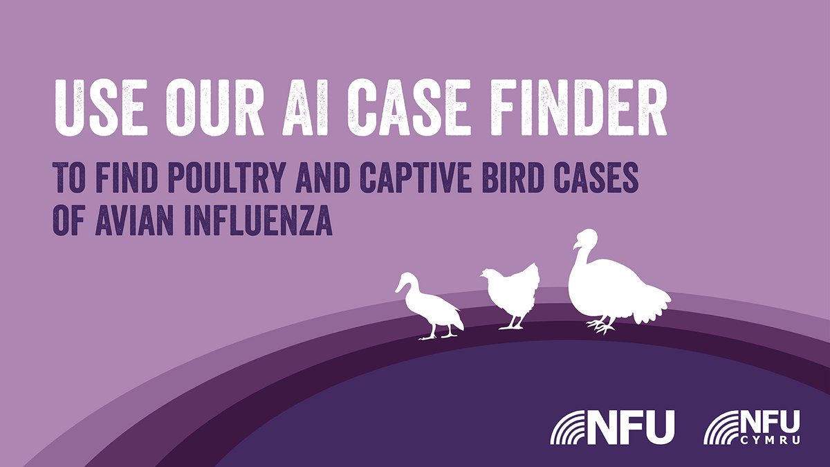 NFU_Poultry's tweet photo. Find the latest info on outbreaks of #AvianInfluenza by using our new AI Case Finder 🔎 You can find info on AI outbreaks &amp; Disease Control Zones in your local area &amp; also view cases lifted within the last 90 days. Search now using this link 👉 https://t.co/9WbUxn6DO4 #BirdFlu https://t.co/7OIDTU29Qr