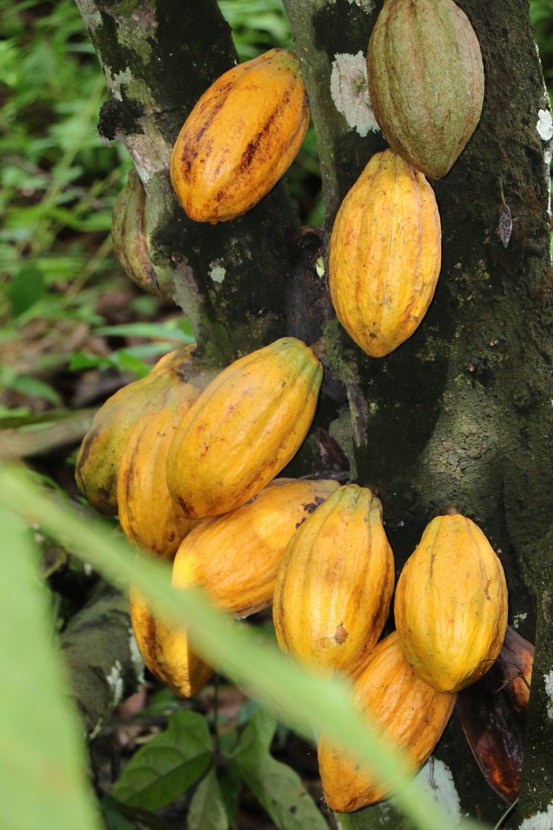 Solidaridad_wa's tweet photo. In 2019, @Solidaridad_wa nursed and distributed #cocoa seedlings to over 3,000 farmers in Liberia under #LICSIP &amp; #CORIP. These are now generating income for #beneficiaries. A similar activity is being done under #COVADEP funded by #EUinLiberia. https://t.co/Ni8DXqU4Fs