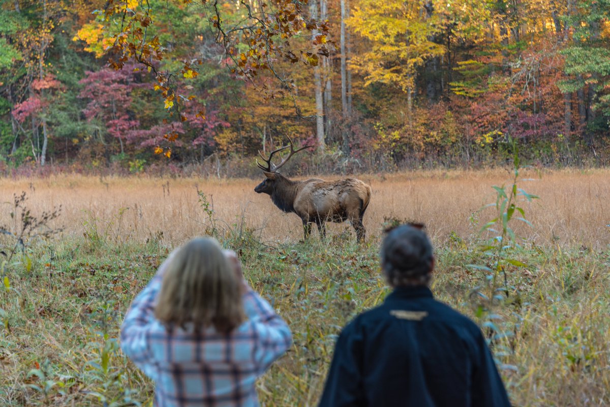 NC Smoky Mountains tweet media