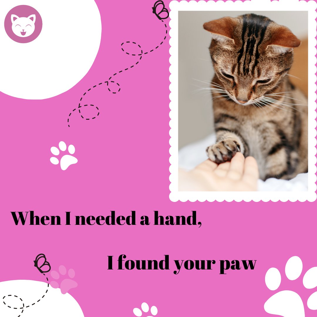 cutekittyorg's tweet photo. https://t.co/eTmIZQVN2r