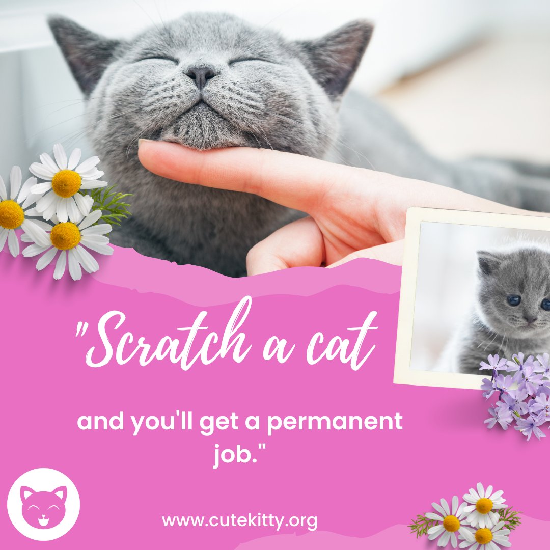 cutekittyorg's tweet photo. https://t.co/O2stBZDMtR