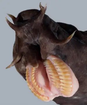 Anoplogaster_'s tweet photo. Eptatretus cirrhatus is today’s #FreakyFish.
The Broadgilled Hagfish is a jawless fish that is well known for producing copious amounts of self defensive slime. The slime clogs the gills of predators trying to swallow the hagfish.
📷 Zintzen et al., 2011 📷Matthew Ruglys https://t.co/SdHdcSpoXm