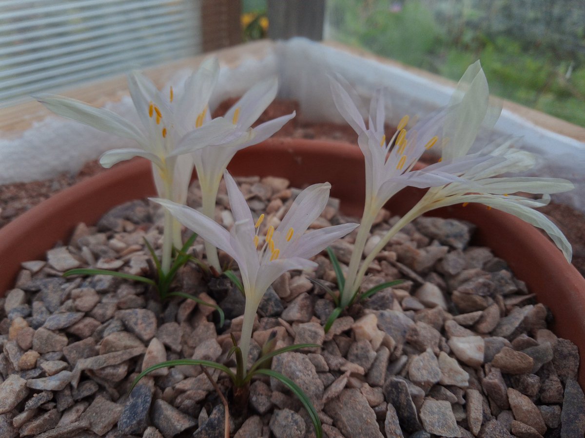 This looks like all Colchicum Peloponnesiacum flowers I am going to get. They are occasionally available as bulbs from specialist suppliers