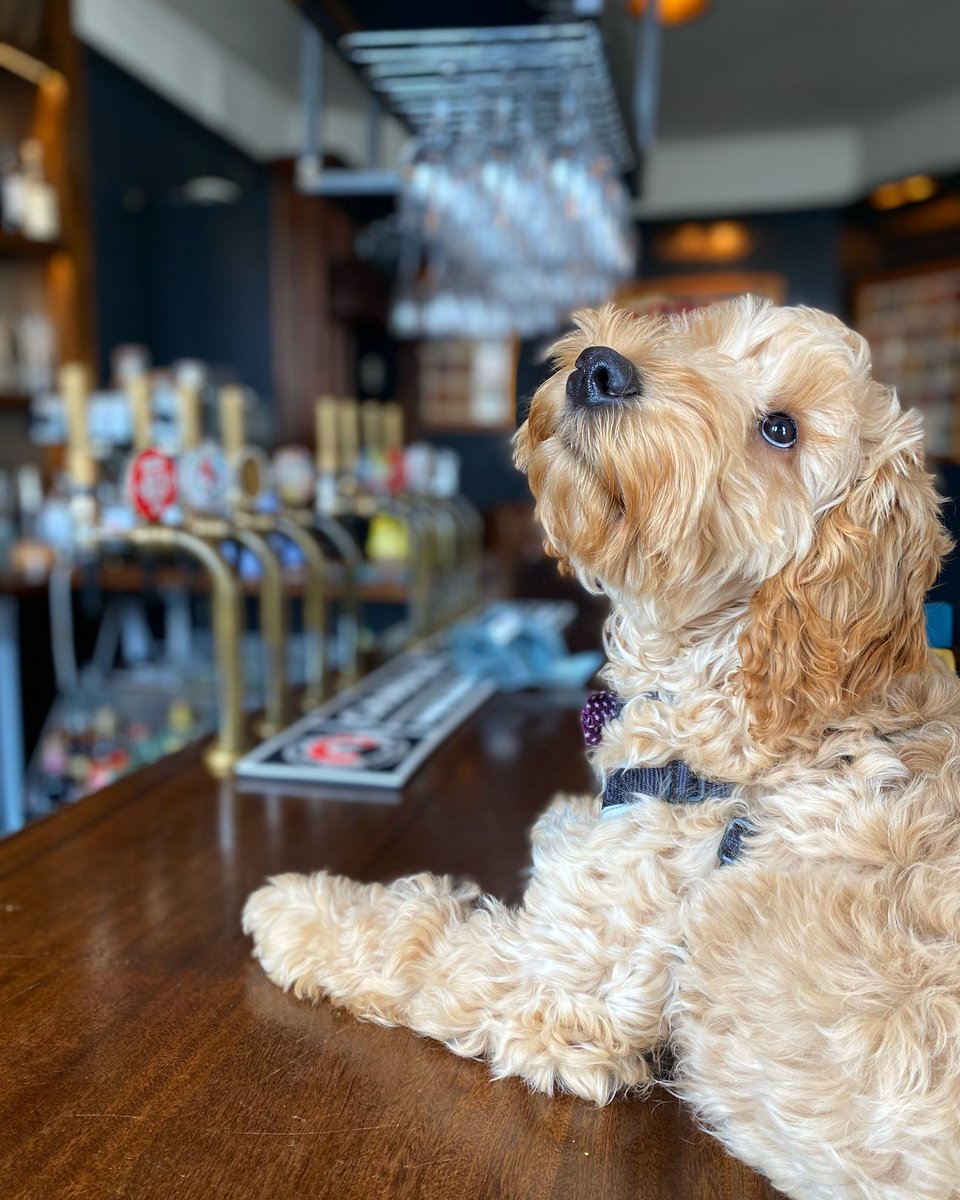 You waiting for that midweek pint like Teddy? #DogsofTwitter @YoungsPubs