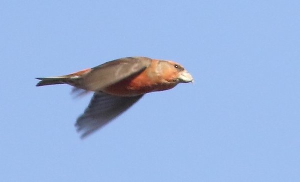 TelpostHW's tweet photo. Mooie dag vandaag met hoge maar enorme groepen lijsters en een hele fraaie Grote Kruisbek! #vogeltrek https://t.co/uxgptwsiGz