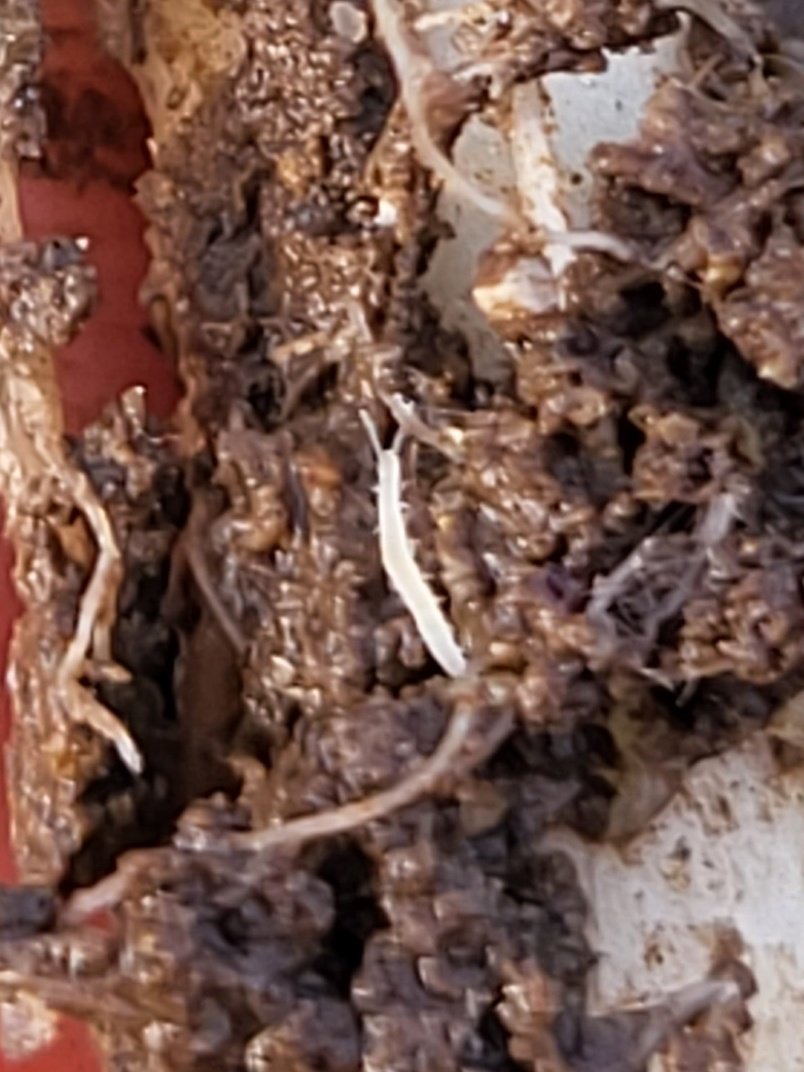 DietzClayton's tweet photo. Anyone know what little creature is making its way around the canola roots??? #Canola23 #BugTime https://t.co/uNK0DUwV9V