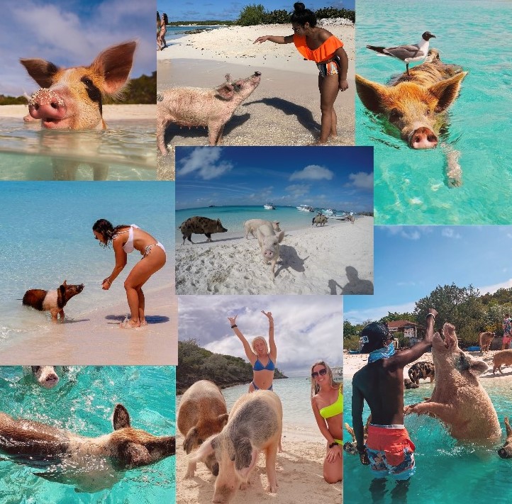 New friends are like new adventures. You never know what lessons they will teach you. Happy #nationalnewfriendsday Link in bio, click on Bahamas Day Tour tab. 🐷#swimmingpigs #visitbahamas #stanielcay #exumas #travel #stanielair #beach #daytour