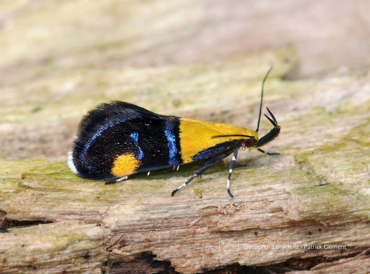 savebutterflies's tweet photo. Did you know? ๐ก
There are more than 2500 species of moth in the UK alone. The number of known species worldwide is 140,000 which dwarfs the 18,500 known butterfly species. And there may actually be hundreds of thousands more!
#MothsMatter #MothFacts https://t.co/gqCtjP84Ns