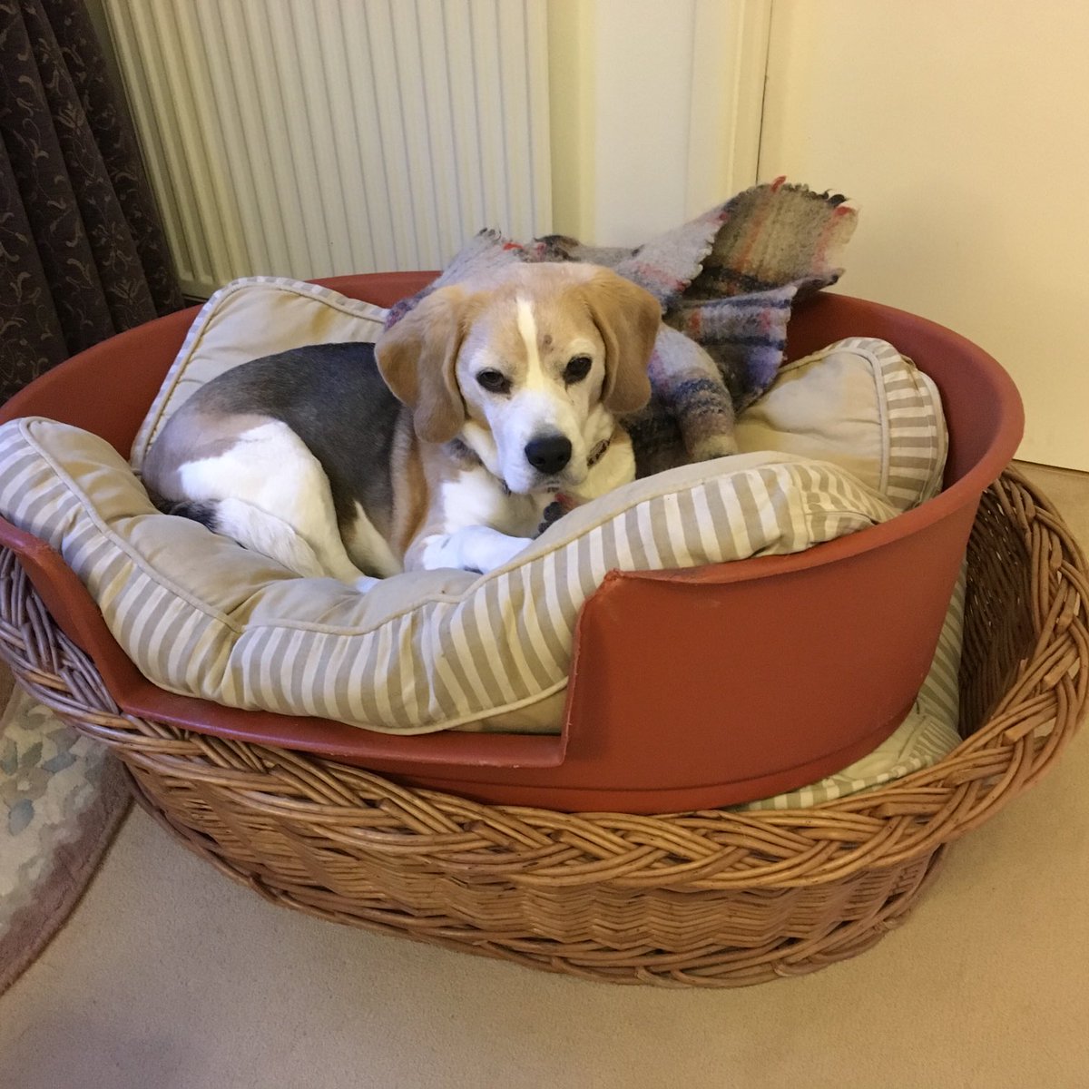 ANGELS RUBY & Mr D! Captain H now in charge! tweet media