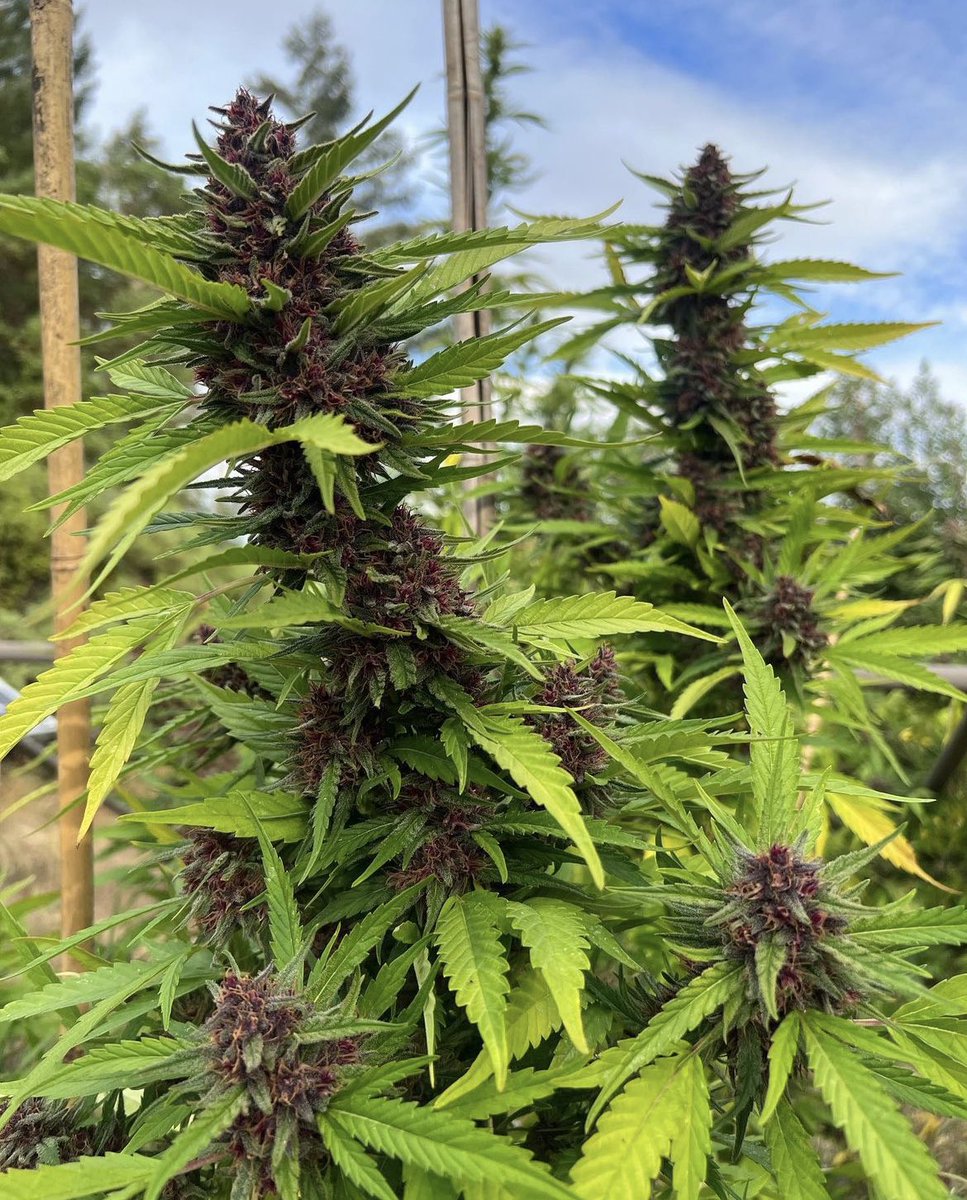 Available 
smells and tastes like it sounds with a fun high. 
Always organic grown in the emerald triangle with love💚