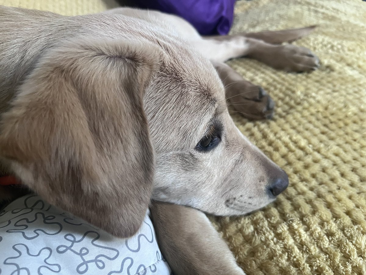 Rachel Sharples tweet media