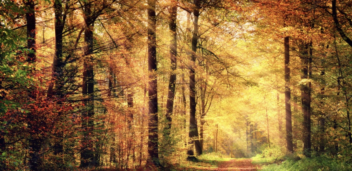 'Autumn, when the world seems to turn fire, and then sheds all its masks and fancy costumes.' @SHLubin #AutumnRealities #AutumnLeaves #Autumn2022 #quotes #thoughts #writingcommunity Read more at: bit.ly/mmqonfb