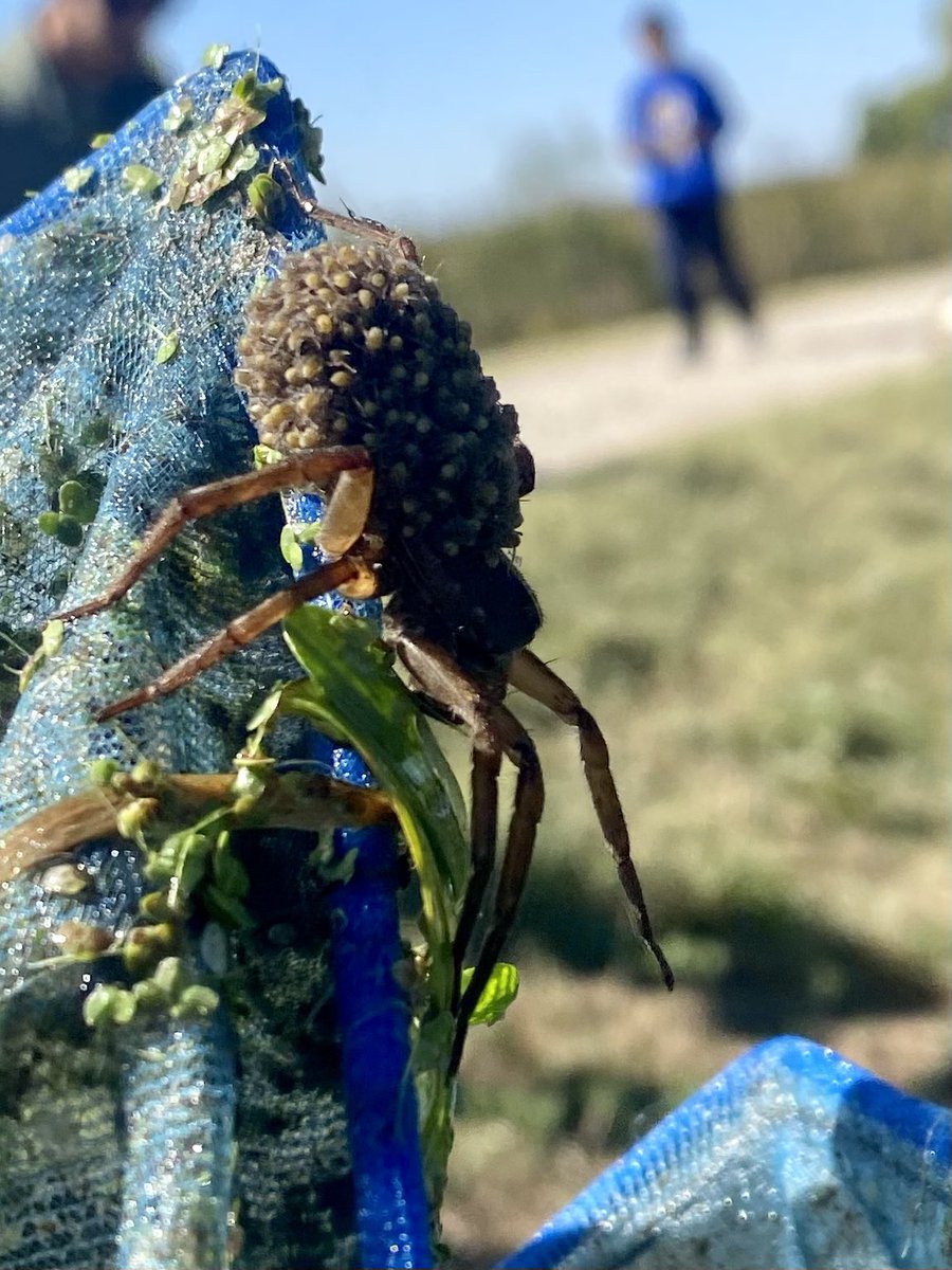 LittlejohnAPES's tweet photo. Check out the mama wolf spider we caught on our wetland field trip today! She has babies on her back. @FHSRaccoons #FHSraccoons @wetlandcenter https://t.co/4eYwv0zGEj