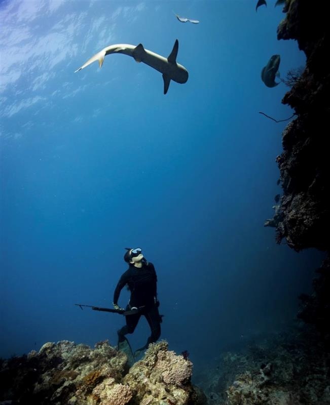 Turtle Bay Resort tweet media