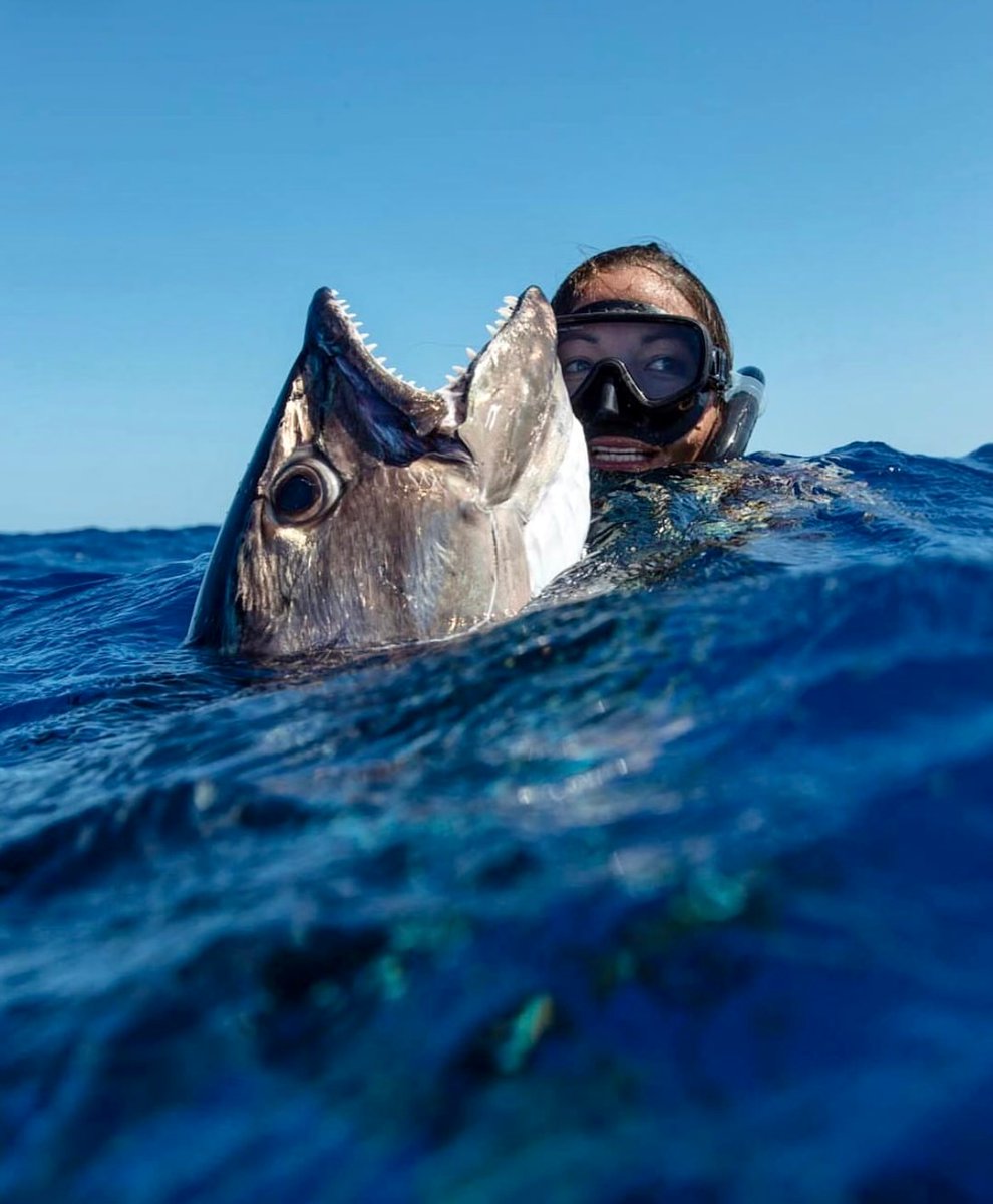 Turtle Bay Resort tweet media