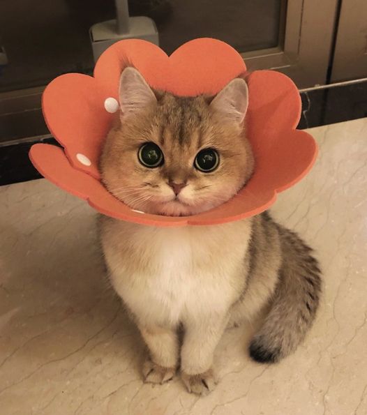 BichinhosFB's tweet image. Pode florzinha? 🌸