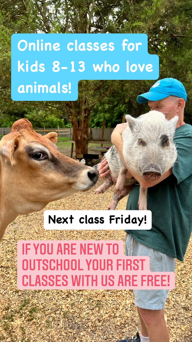 Life With Pigs is teaching on Outschool! Two classes available for animal-loving kids: Managing a Farm Animal Sanctuary - Is it the Right Career for You? And, Life With Pigs, Living With Rescued Pigs! Kids ages 8-13 welcome. outschool.com/teachers/Life-… #outschool #compassionatekids